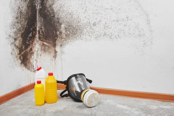 Best Attic Mold Removal  in Belford, NJ