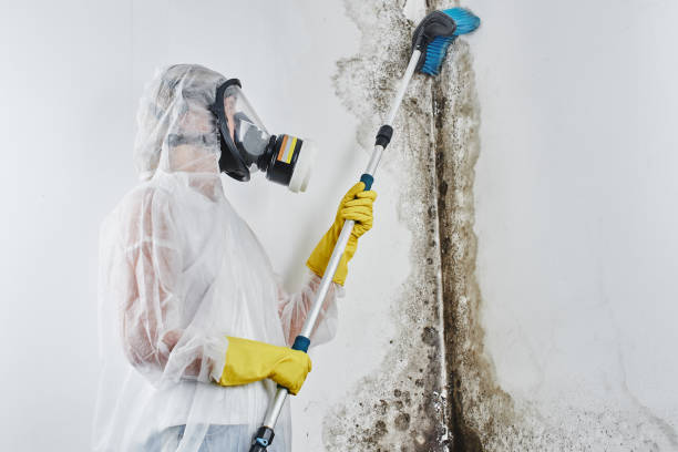 Crawl Space Mold Removal in Belford, NJ