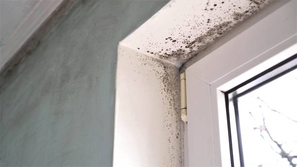 Best Fast Mold Removal  in Belford, NJ