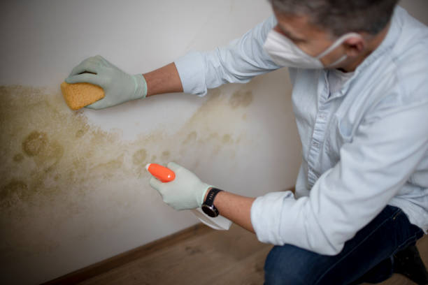 Best Local Mold Removal Service  in Belford, NJ