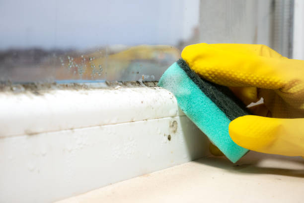 Best Same-Day Mold Removal  in Belford, NJ