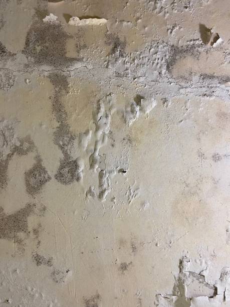 Best Black Mold Removal  in Belford, NJ