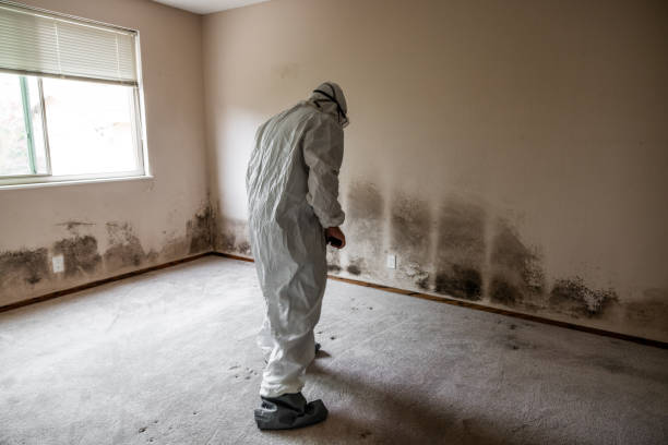 Professional Mold Removal in Belford, NJ