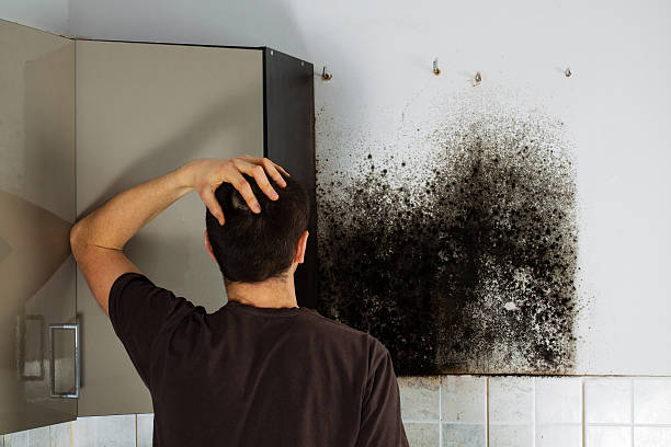 Belford, NJ Mold Removal Company