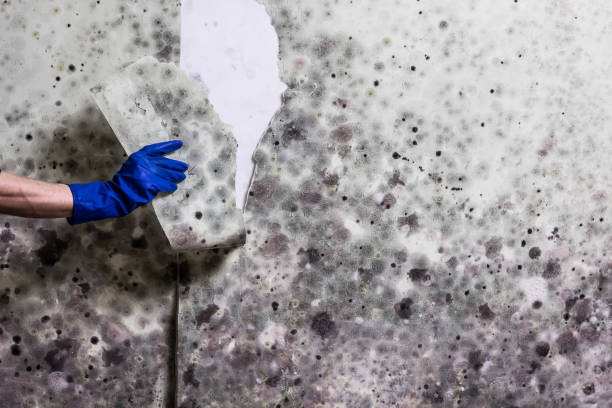 Best Home Mold Removal  in Belford, NJ