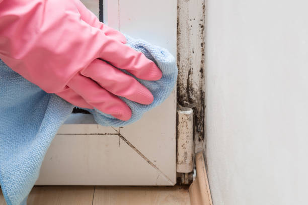 Best Mold Removal Near Me  in Belford, NJ
