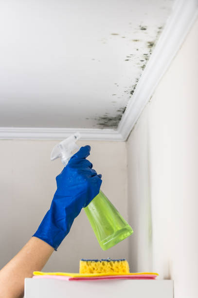 Best Certified Mold Removal  in Belford, NJ