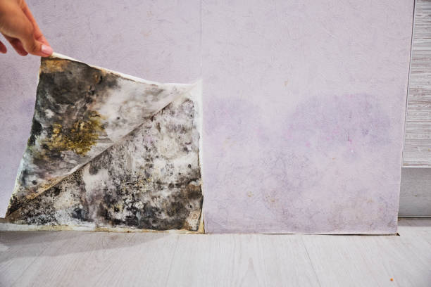 Best Home Mold Removal  in Belford, NJ